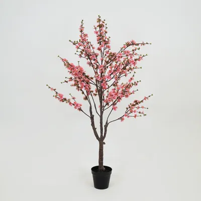 Prunusplant 100x100x180cm rz
