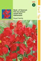 Lathyrus Odor. Royal Family Rood - Hortitops Lathyrus Odor. Royal Family Rood - Hortitops