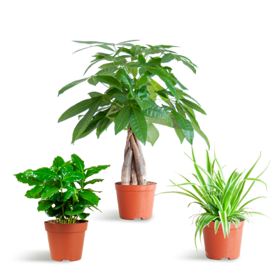 Diervriendelijke Plantenbox - klein - zonder sierpot - Ø12