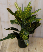 Kamerplant Croton 60 cm - Warentuin Natuurlijk