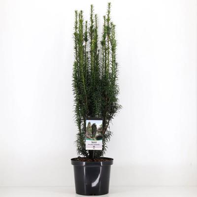 Taxus baccata fastigiata 60-80 cm - Warentuin natuurlijk
