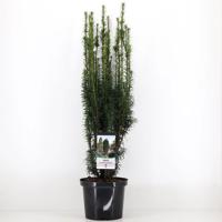 Taxus baccata fastigiata 60-80 cm - Warentuin natuurlijk