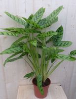 Calathea Leopardina Pauwenplant lichtgroen smal blad 60 cm - Warentuin Natuurlijk