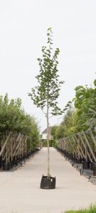 Krimlinde Tilia europea Euchlora h 450 cm st. omtrek 16 cm - Warentuin Natuurlijk