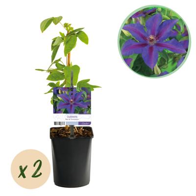 Green boutiQ - Klimplant - Clematis Mrs. N. Thompson - Bloem Roze - Weinig onderhoud -2 planten - Pot 11cm Hoogte 40cm