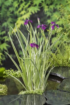 Water Iris / Iris kaempferi 'Variegata'