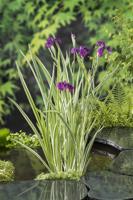Water Iris / Iris kaempferi 'Variegata'