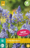 Scilla litardierei - Jub
