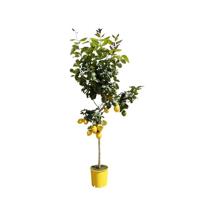 Citroenboom - 180 cm - ø24 Citroenboom - 180 cm - ø24