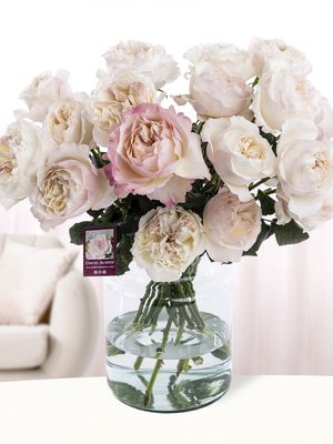 20 roze David Austin rozen - Keira