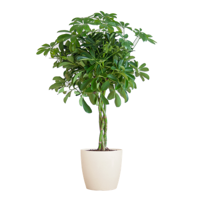Schefflera Arab Nora met Viber wit - 70cm - Ø21