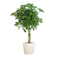 Schefflera Arab Nora met Viber wit - 70cm - Ø21
