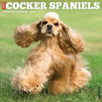 Amerikaanse Cocker Spaniel Kalender 2026