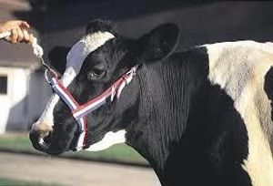 Keuringshalster koe rood/wit/blauw