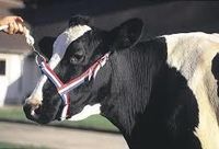 Keuringshalster koe rood/wit/blauw - thumbnail