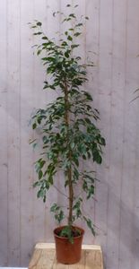 Kamerplant Ficus Donkergroen 160 cm - Warentuin Natuurlijk