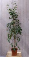 Kamerplant Ficus Donkergroen 160 cm - Warentuin Natuurlijk