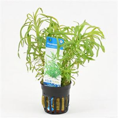 Pogostemon octopus
 - 6 stuks - aquarium plant