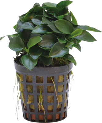 AquaVitaal Anubias Nana Bonzai