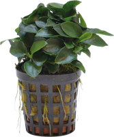AquaVitaal Anubias Nana Bonzai