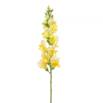 Antirrhinum