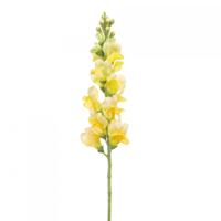 Antirrhinum
