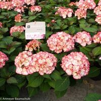 Hydrangea Macrophylla "Kanmara de Beauty Pink"® boerenhortensia - thumbnail