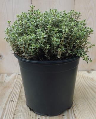 Tijm Bont licht groen (bont) Kruiden Thymus Warentuin Natuurlijk - Warentuin natuurlijk