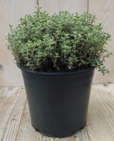 Tijm Bont licht groen (bont) Kruiden Thymus Warentuin Natuurlijk - Warentuin natuurlijk