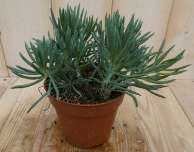 2 stuks! Kamerplant Provence Passion Senecio Kilimanjaro - Warentuin natuurlijk