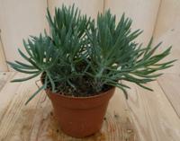 2 stuks! Kamerplant Provence Passion Senecio Kilimanjaro - Warentuin natuurlijk