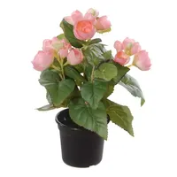 Begonia in pot