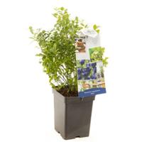 Bosbes Vaccinium corymbosum Aino