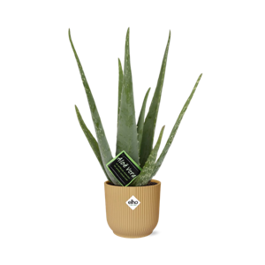 Aloe Vera 12cm in ELHO Vibes Fold 14cm geel
