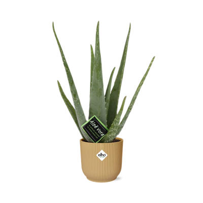 Aloe Vera 12cm in ELHO Vibes Fold 14cm geel