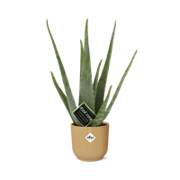 Aloe Vera 12cm in ELHO Vibes Fold 14cm geel
