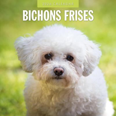 Bichon Frise Kalender 2026