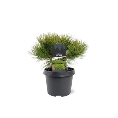 Pinus densiflora Low Glow 25-30 cm Conifeer - Warentuin natuurlijk
