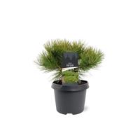 Pinus densiflora Low Glow 25-30 cm Conifeer - Warentuin natuurlijk