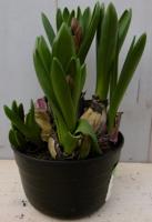 3 stuks! Bolletjes Hyacint multiflora blauw Voorjaarsbollen Warentuin Natuurlijk - Warentuin natuurlijk