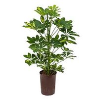 Schefflera gold capella 2pp hydrocultuur plant