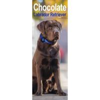 Labrador Retriever Bruin Kalender 2026 Slimline