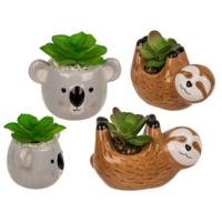 Vetplant in pot, luiaard of koala
