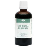 Van der Pigge Echinacea purpurea