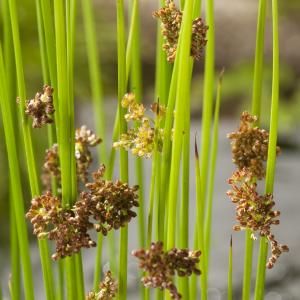 Pitrus (Juncus effusus) moerasplant - 6 stuks