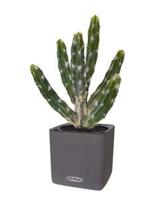 Tetragonus kunst Cactus 35cm - groen
