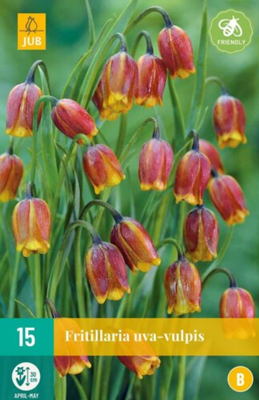 Fritillaria uva-vulpis - Jub