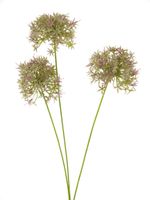 Allium bobo X3 lavendel 64cm