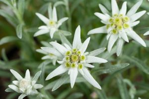 Edelweiss