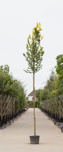 Goud iep hoogstam Ulmus hollandica Wredei h 350 cm st. omtrek 12 cm st. hoogte 180 cm - Warentuin Natuurlijk